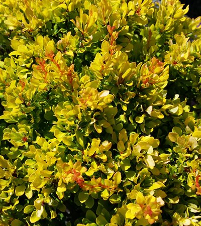 Barberry Daybreak